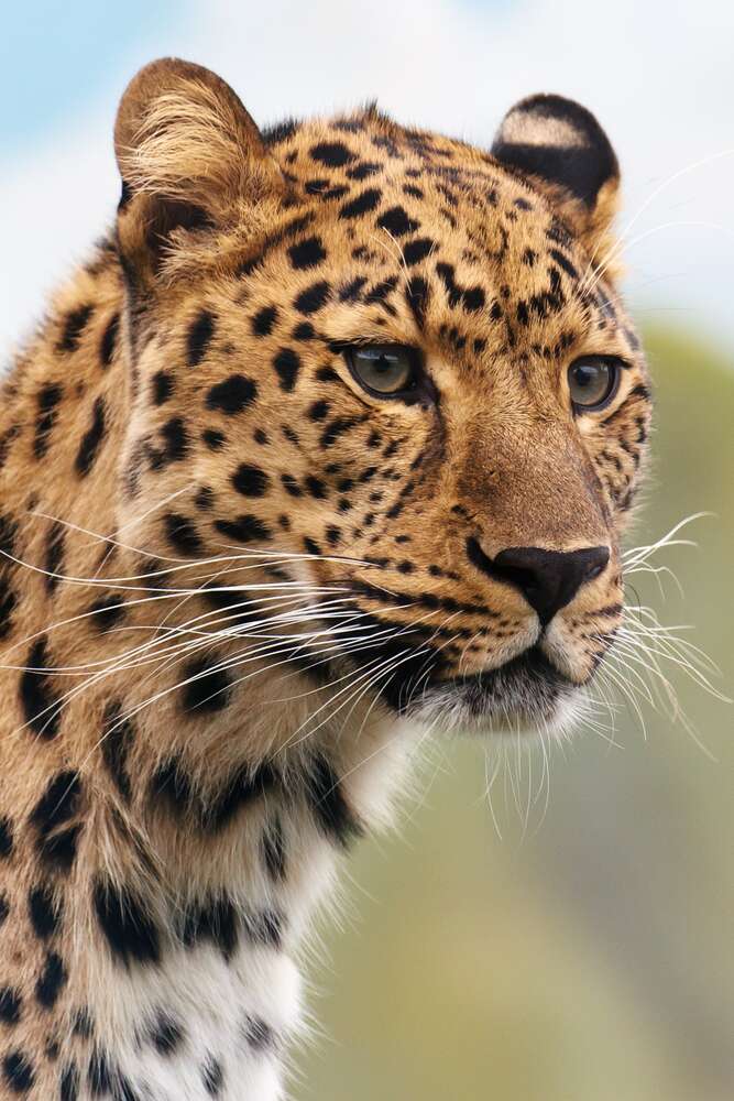 картина-постер Леопард выжидает добычу
