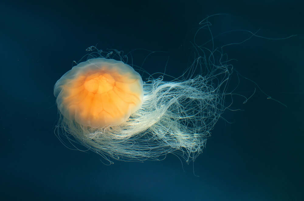 картина-постер Прозрачное тело медузы светится оранжевым