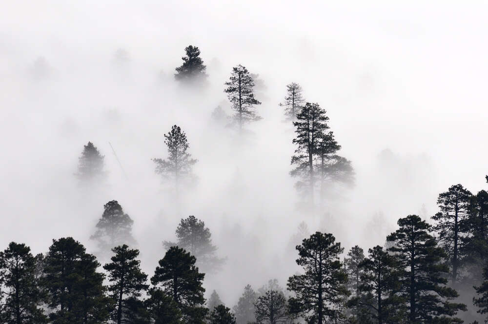 картина-постер Вершины сосен возвышаются над туманом