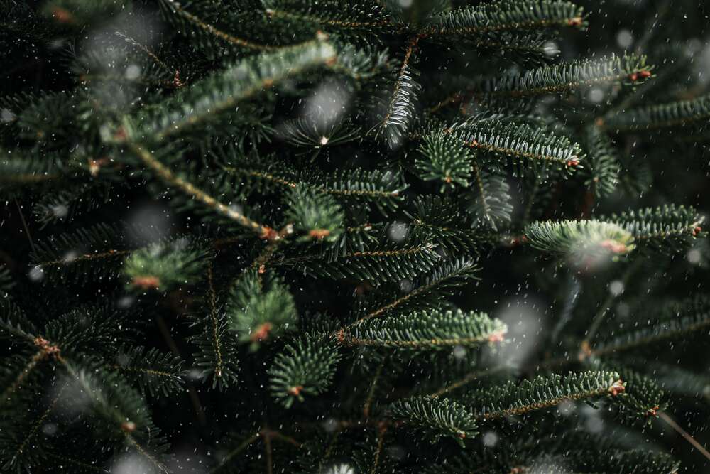 картина-постер Мелкие снежинки покрывают зеленые иголки елки