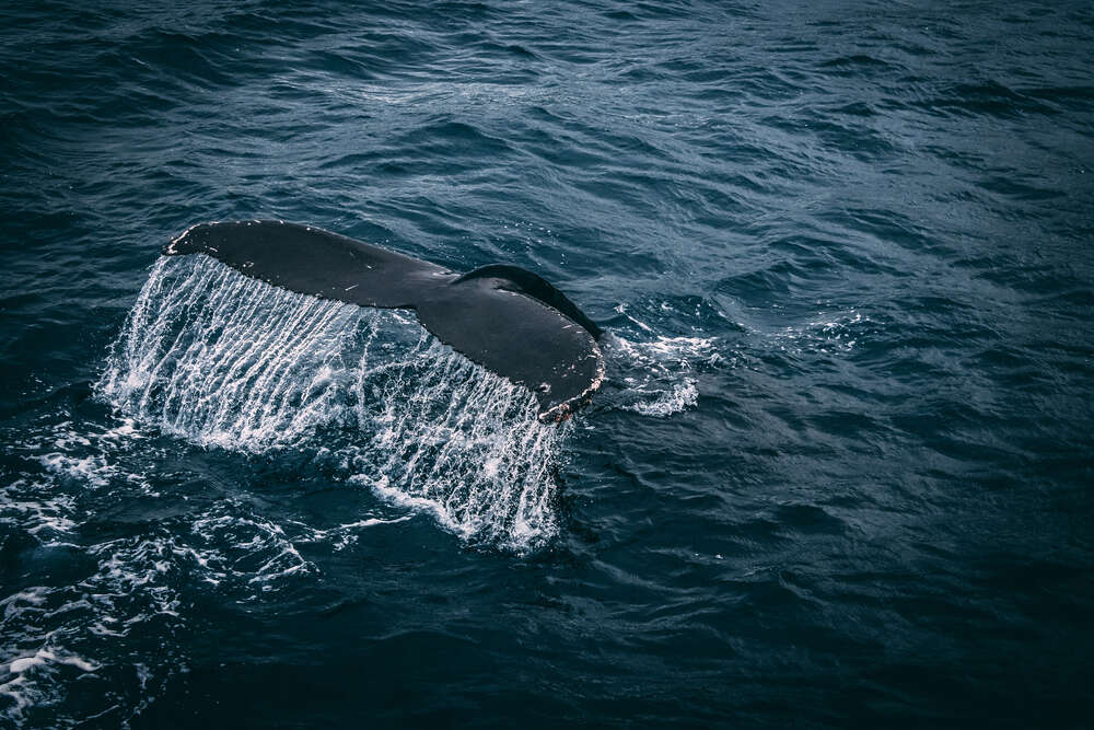 картина-постер Белые струи воды стекают с хвоста кита