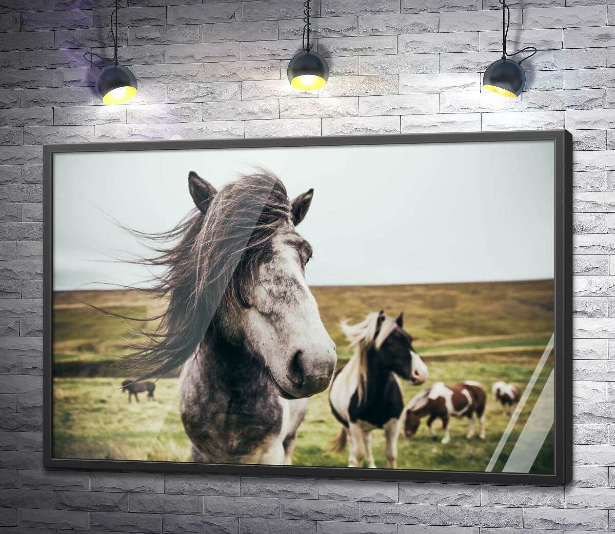 постер Вітер розвіває сиву гриву плямистого коня