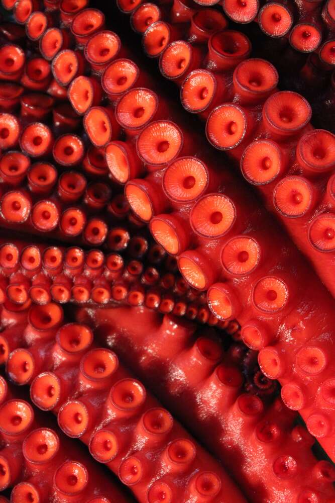 картина-постер Круглые присоски на щупальцах красного осьминога