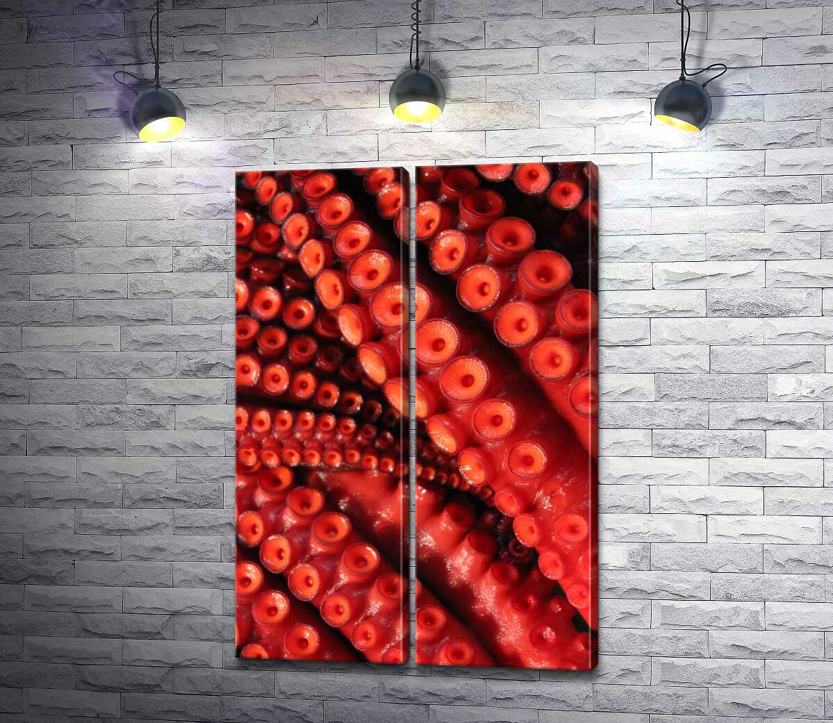 модульна картина Круглі присоски на щупальцях червоного восьминога