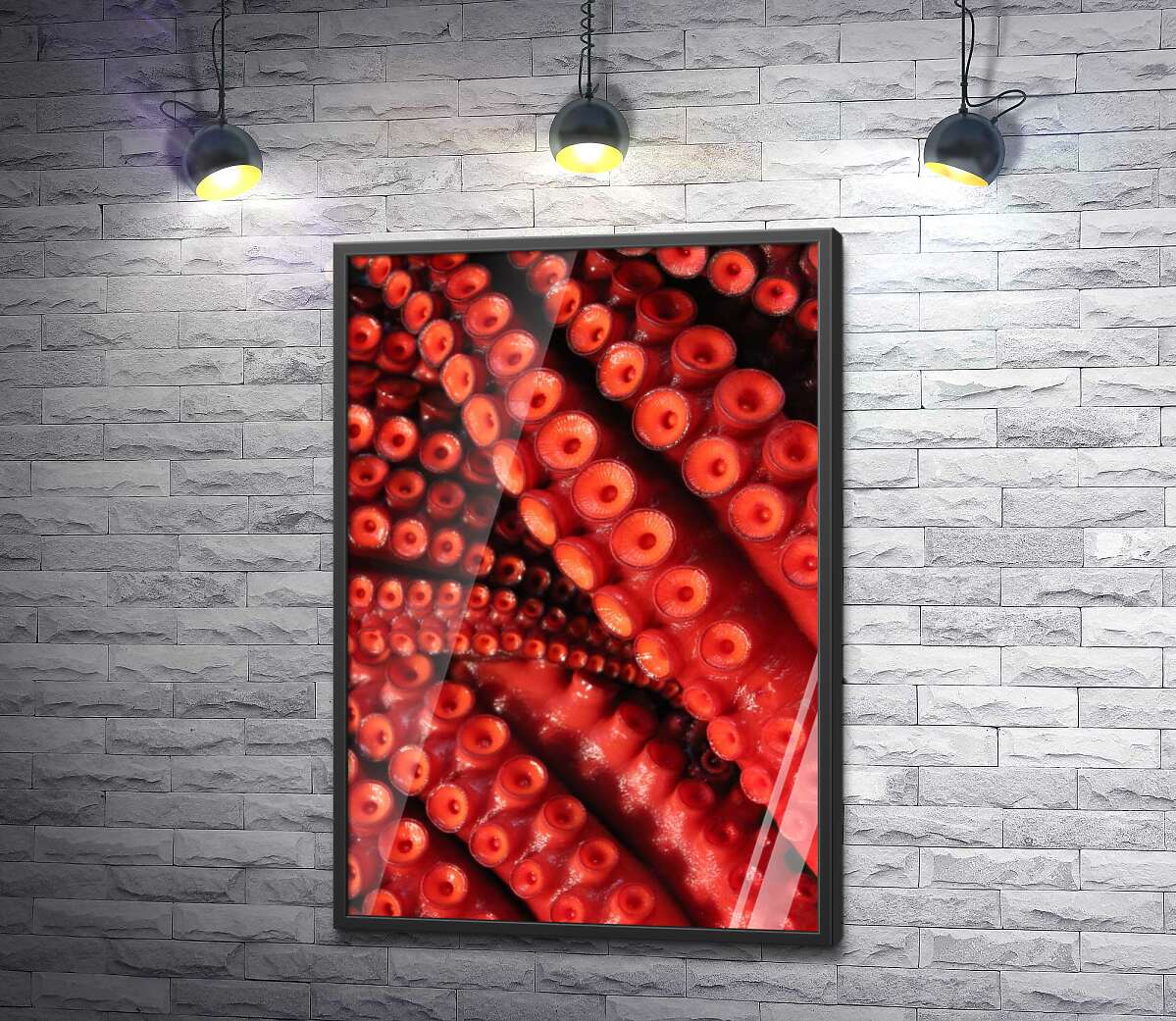постер Круглые присоски на щупальцах красного осьминога
