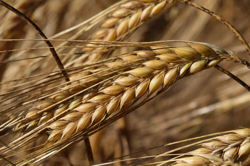 картина-постер Длинные усики на спелых колосьях пшеницы