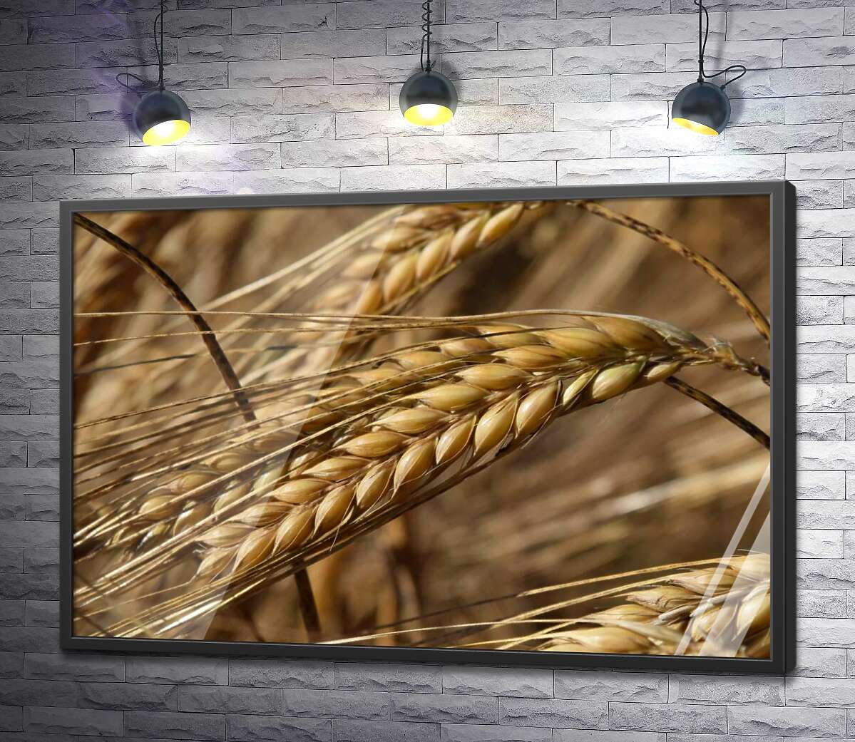 постер Длинные усики на спелых колосьях пшеницы