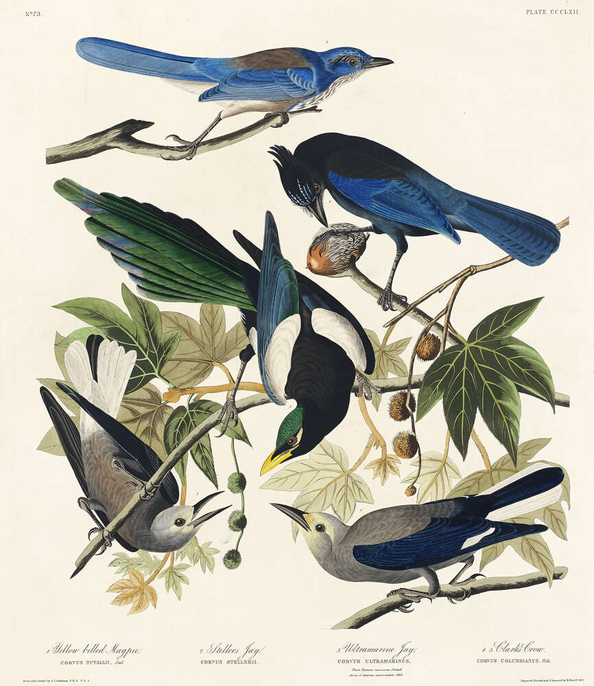 картина-постер Птицы Америки на винтажном рисунке