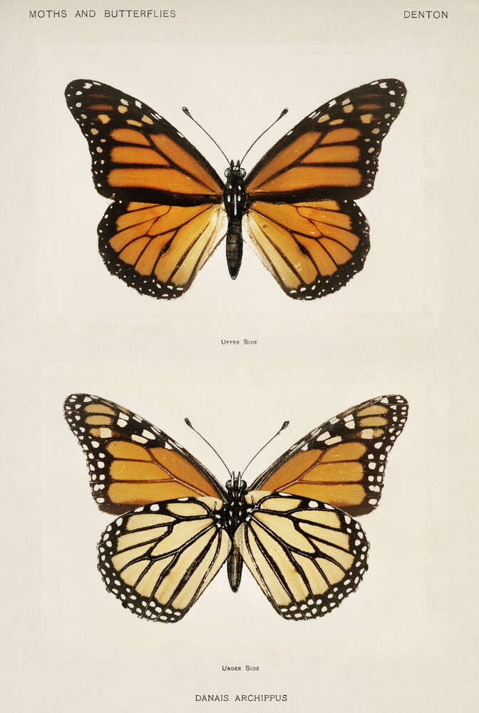 картина-постер Помаранчево-чорний візерунок крилець метелика монарха