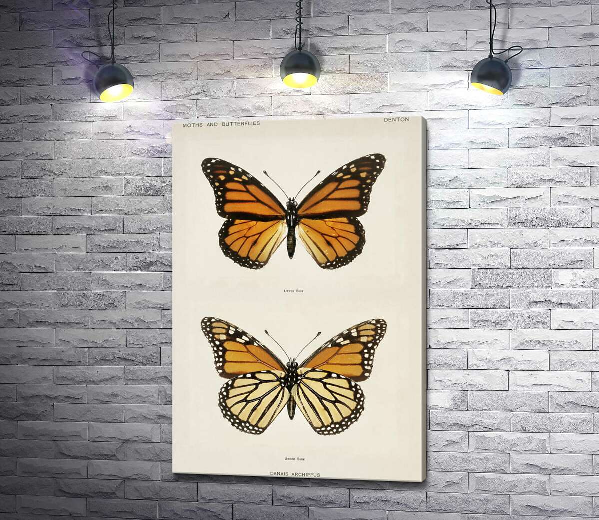 картина Помаранчево-чорний візерунок крилець метелика монарха