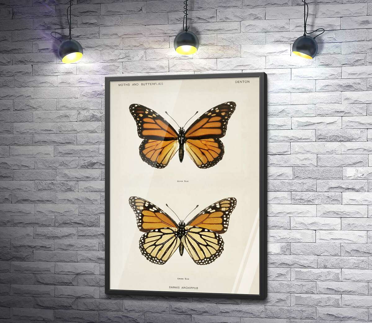 постер Помаранчево-чорний візерунок крилець метелика монарха