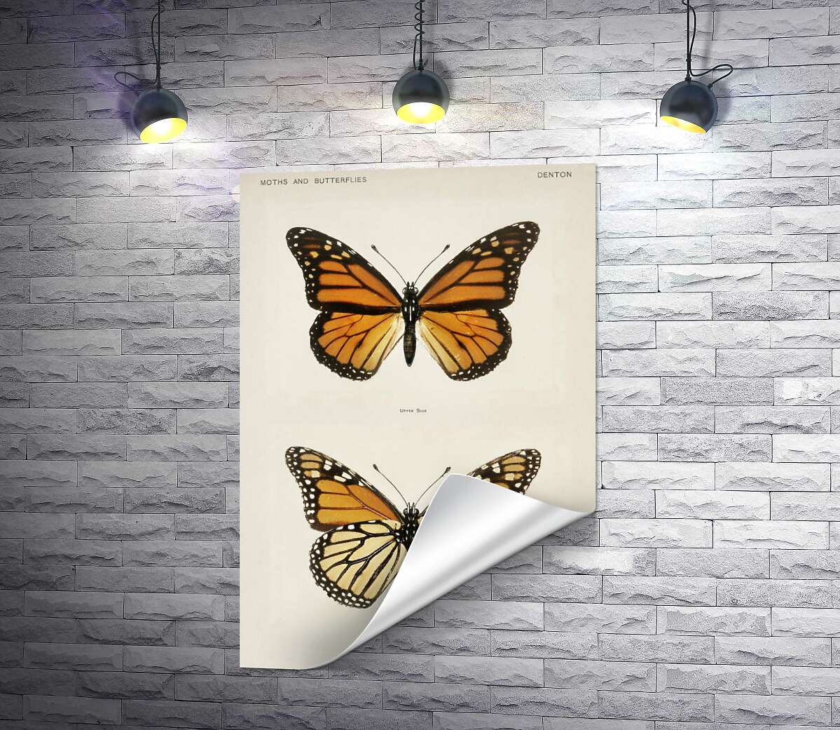друк Помаранчево-чорний візерунок крилець метелика монарха