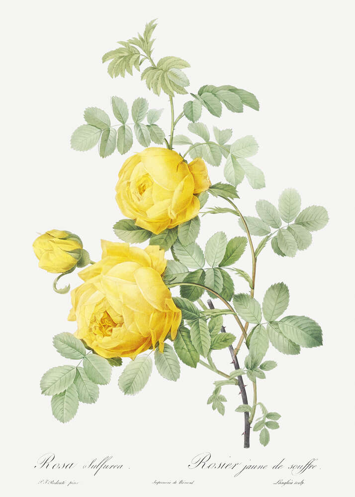 картина-постер Винтажная ветка желтых роз