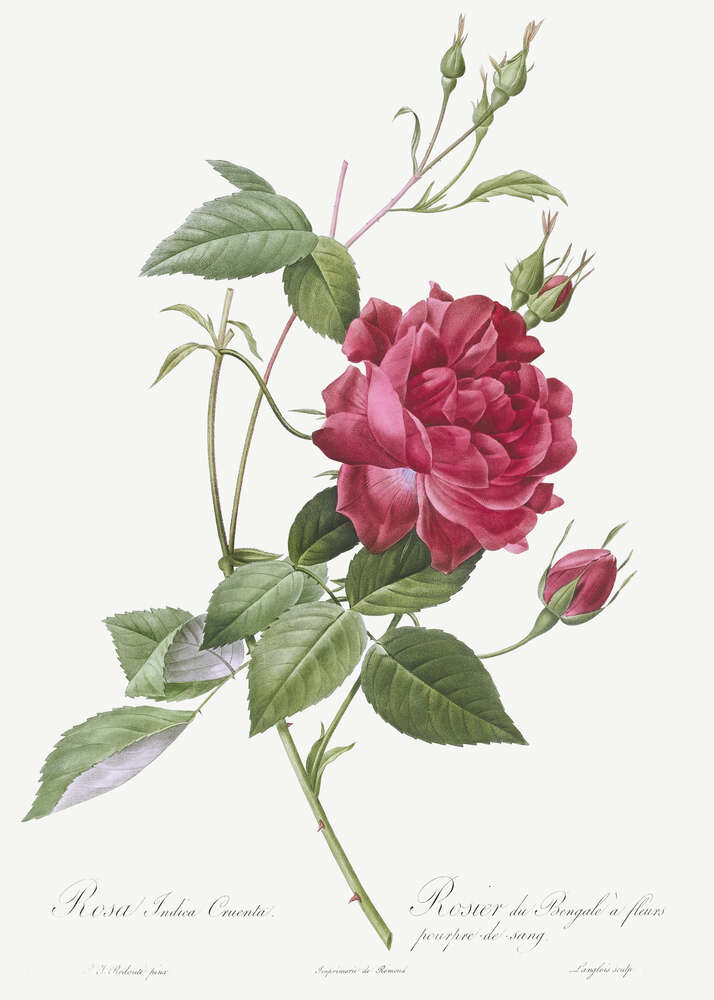 картина-постер Королевский цвет багряной розы