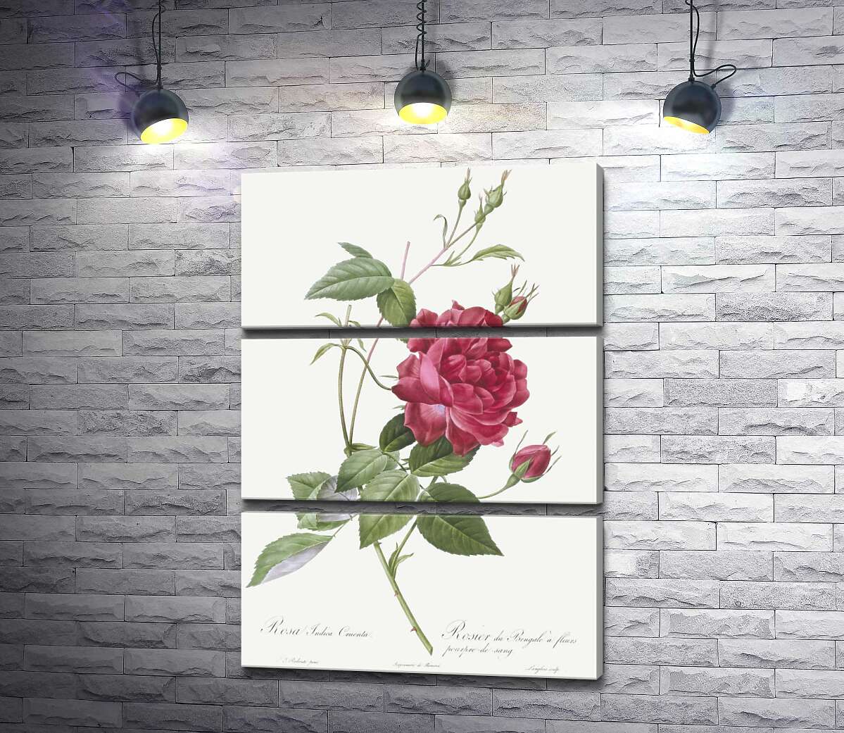 модульна картина Королівський колір багряної троянди (Модуль №15)