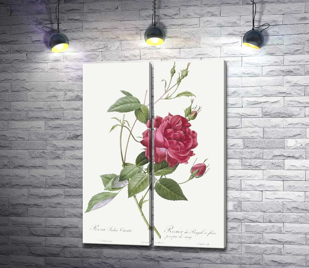 модульна картина Королівський колір багряної троянди