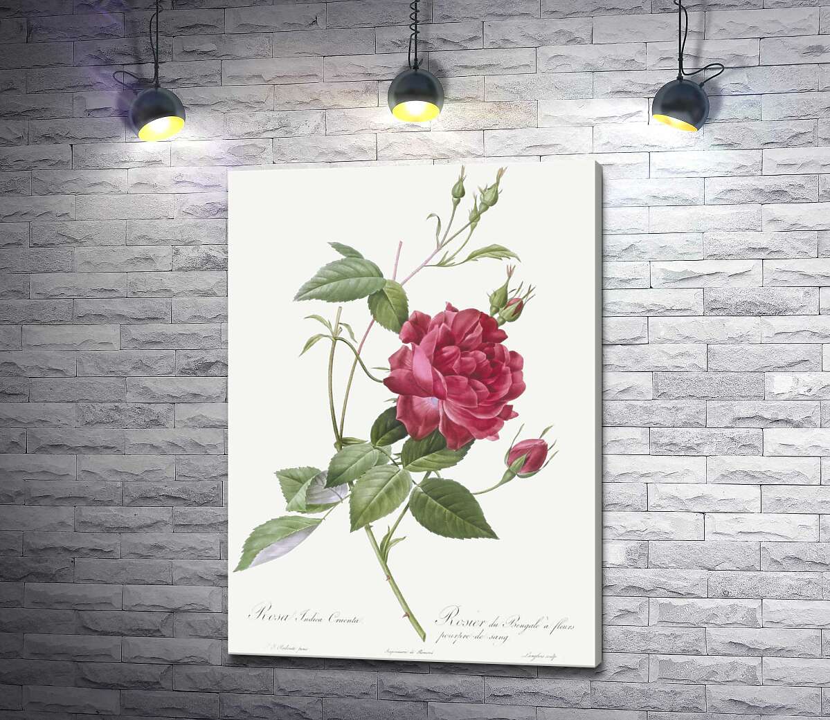 картина Королевский цвет багряной розы