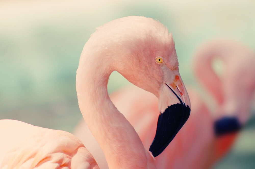 картина-постер Пастельный оттенок перьев фламинго