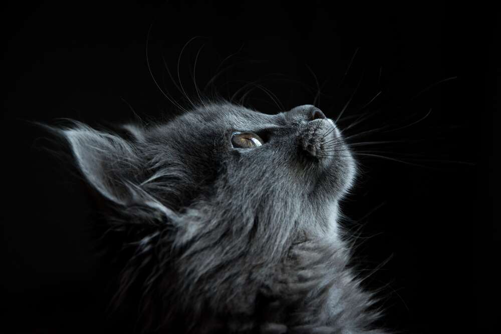 картина-постер Мордочка пушистого серого котенка