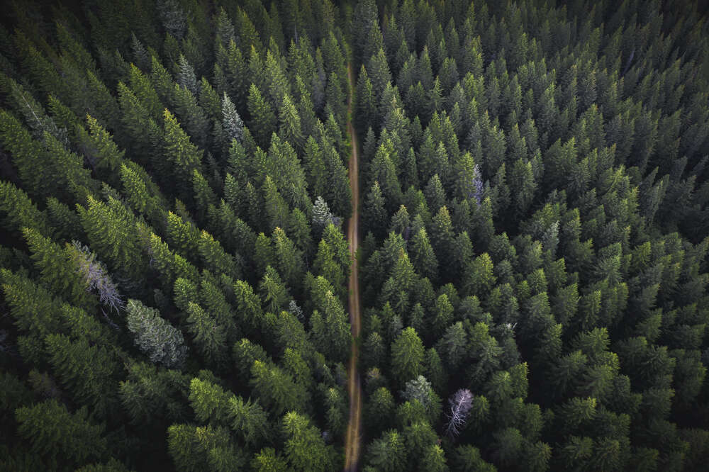 картина-постер Желтая полоска дороги тонет среди стройных деревьев хвойного леса
