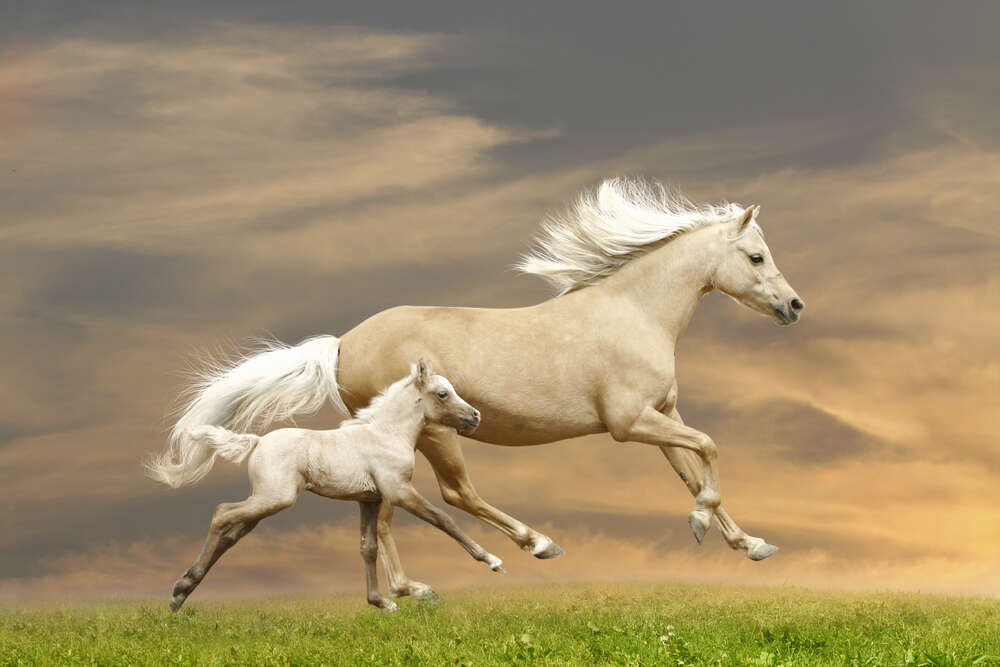 картина-постер Білі коні, матір та дитинча, скачуть по траві