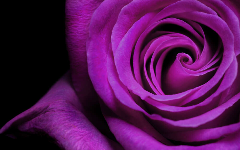 картина-постер Пурпур пелюстків благородної троянди