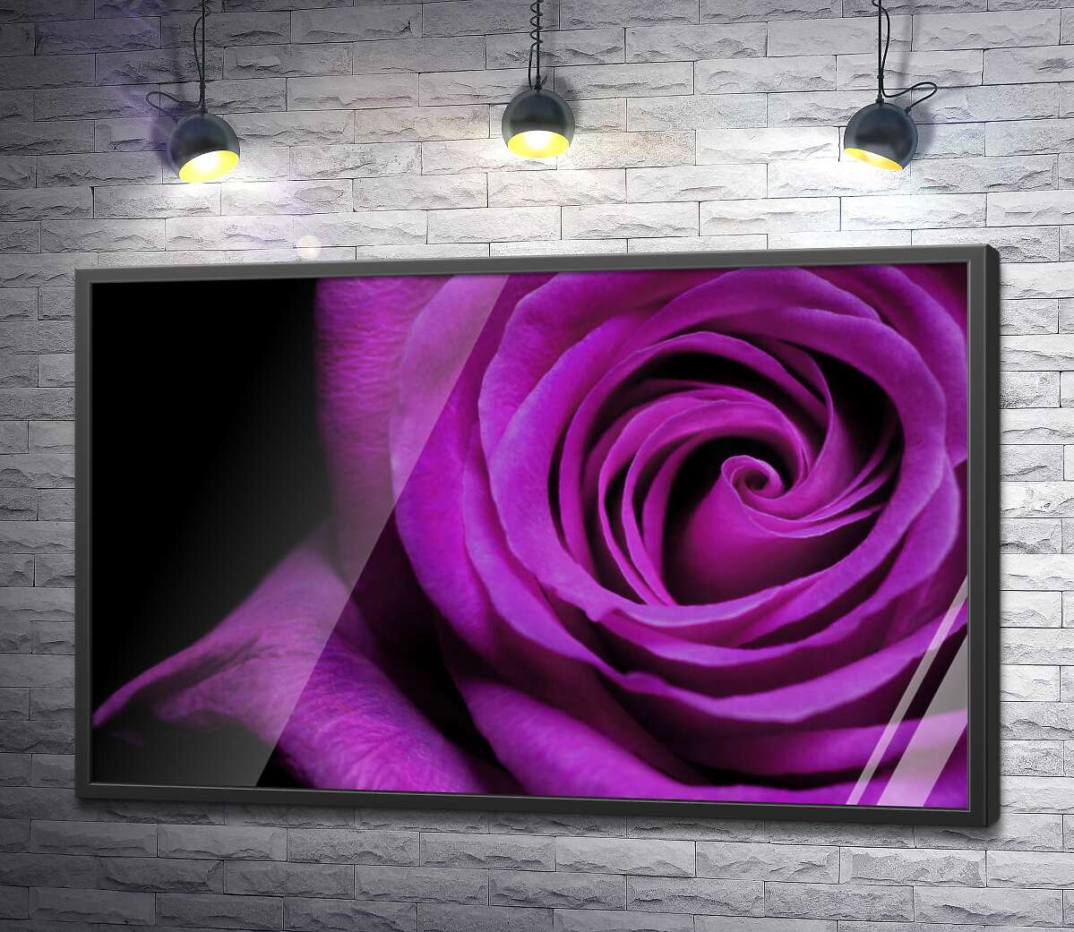 постер Пурпур пелюстків благородної троянди