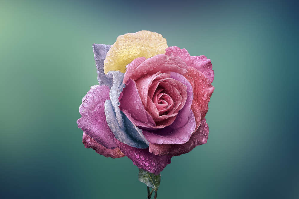 картина-постер Орошенный каплями дождя, цветной бутон розы