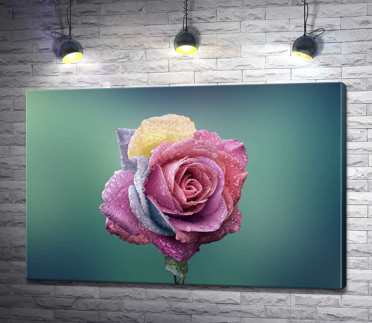 картина Орошений краплями дощу, кольоровий бутон троянди