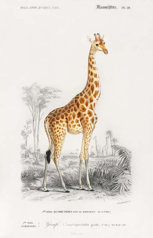 картина-постер Стрункий силует плямистої жирафи