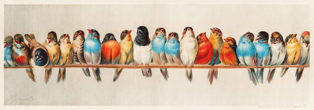 картина-постер Ряд ярких красок оперения птиц