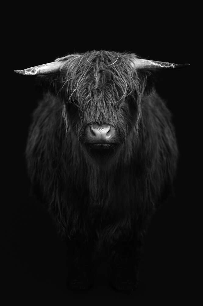 картина-постер Грозные рога коровы хайленд
