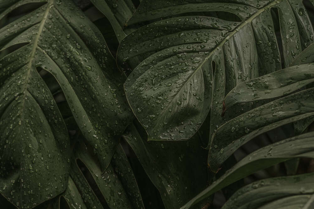 картина-постер Тропічне листя ліани в краплях дощу