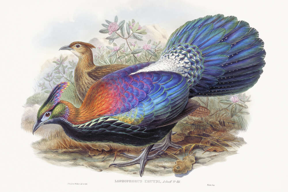 картина-постер Розкішне пір'я гімалайських фазанів моналів