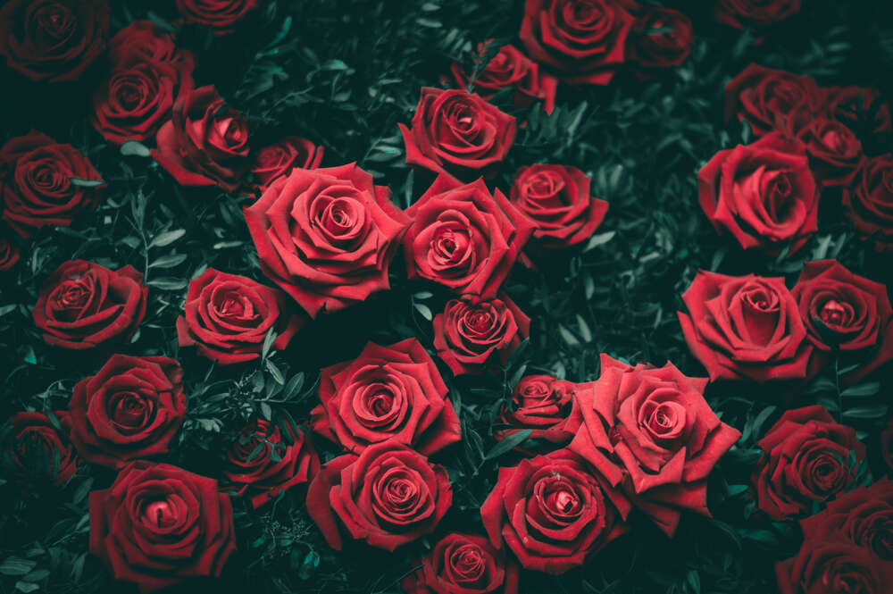 картина-постер Острые кончики лепестков роз
