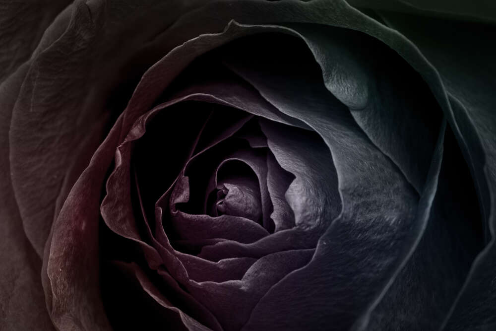 картина-постер Черный блеск лепестков розы