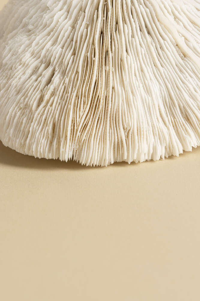 картина-постер Лабиринт пластинок шапочки гриба