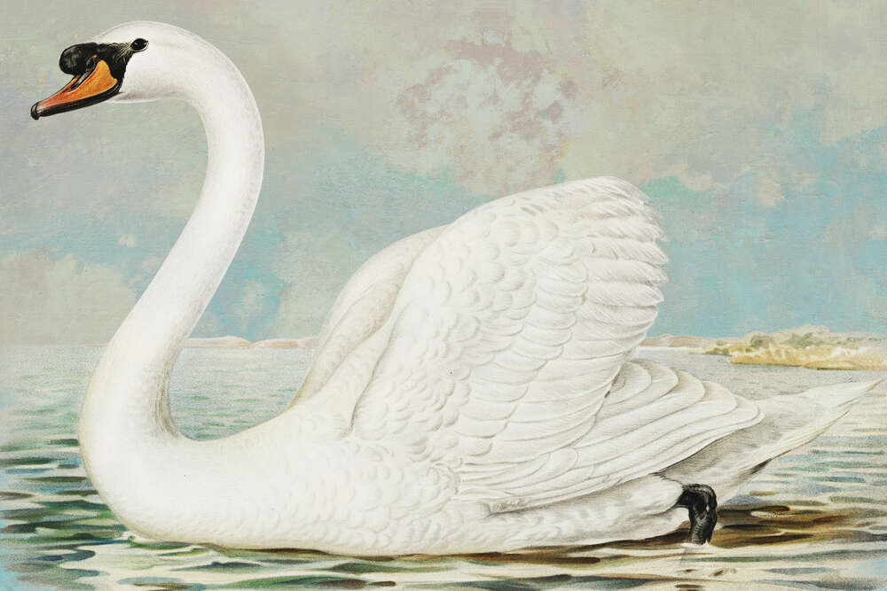картина-постер Элегантность белого лебедя