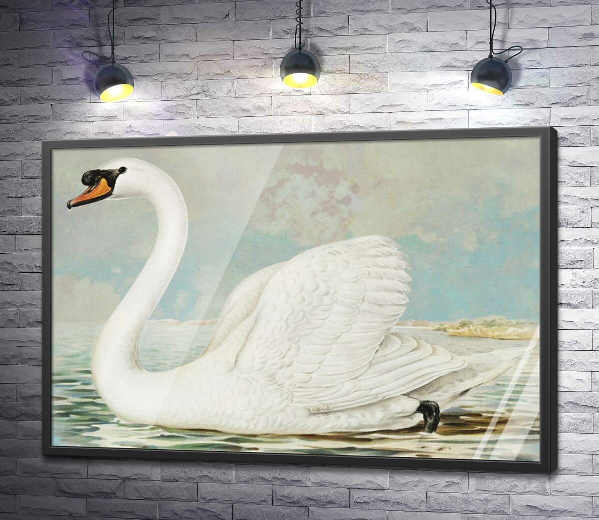 постер Елегантність білого лебедя
