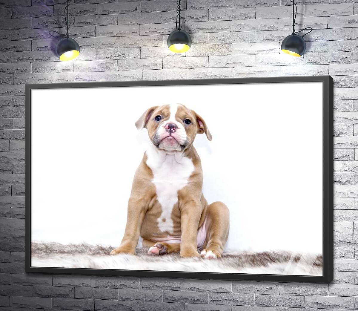 постер Растерянный взгляд милого щенка бульдога