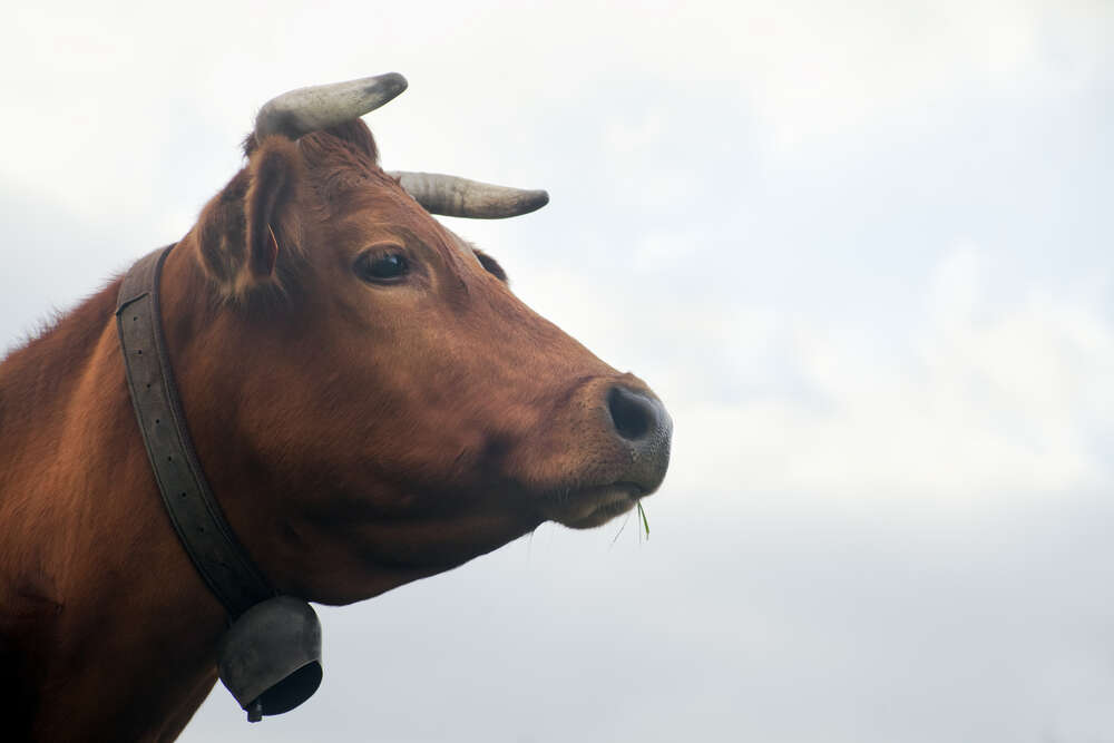 картина-постер Железный колокольчик на шее рогатой коровы
