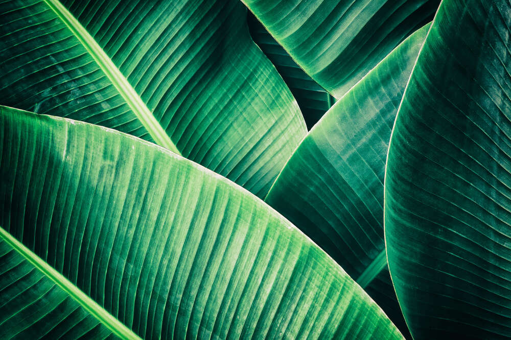 картина-постер Тропічні відтінки зеленого на широкому банановому листі