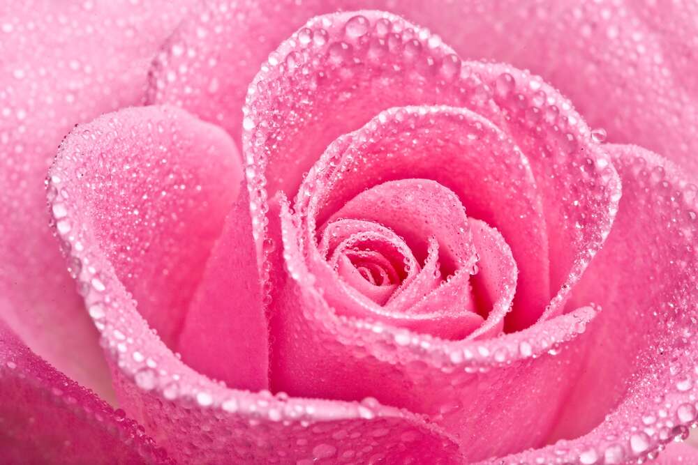 картина-постер Бриллиантовый блеск росы на бутоне розы