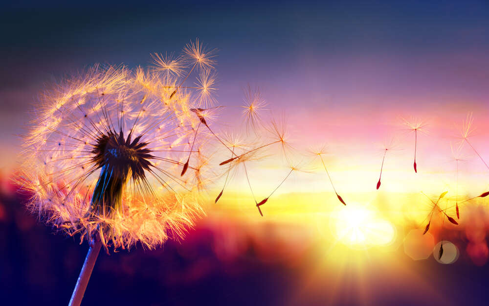 картина-постер Вечернее солнце наполняет сиянием семена одуванчика