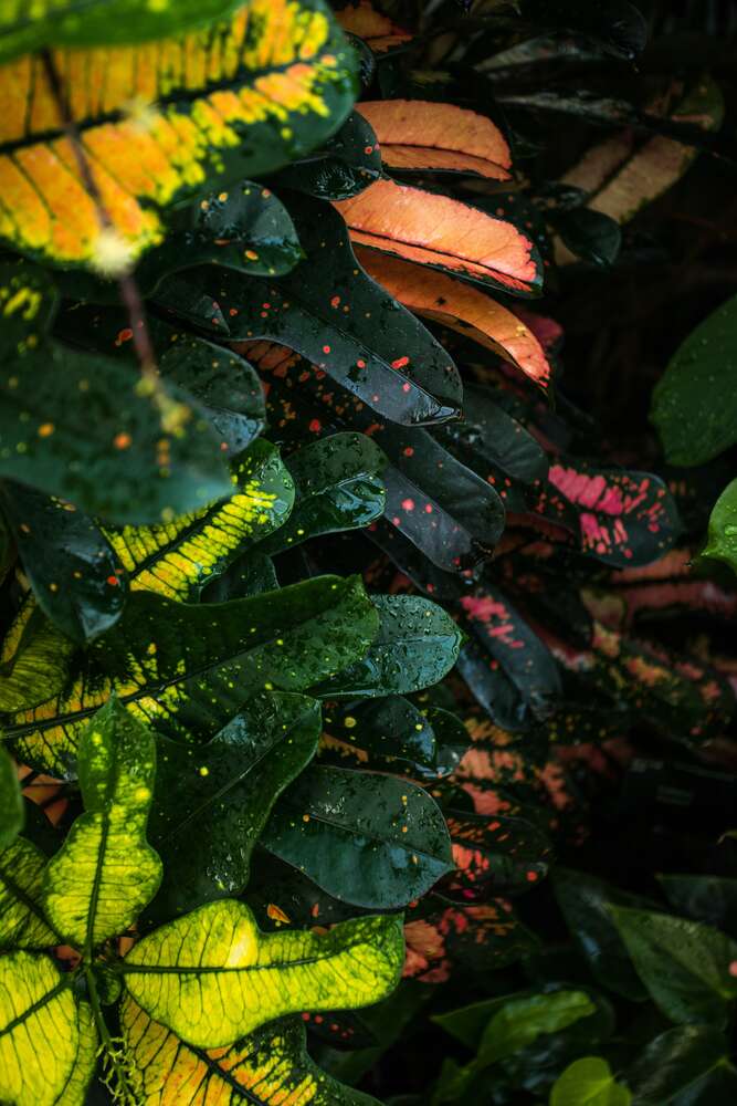 картина-постер Пятнистые листья зеленого куста кодиеума