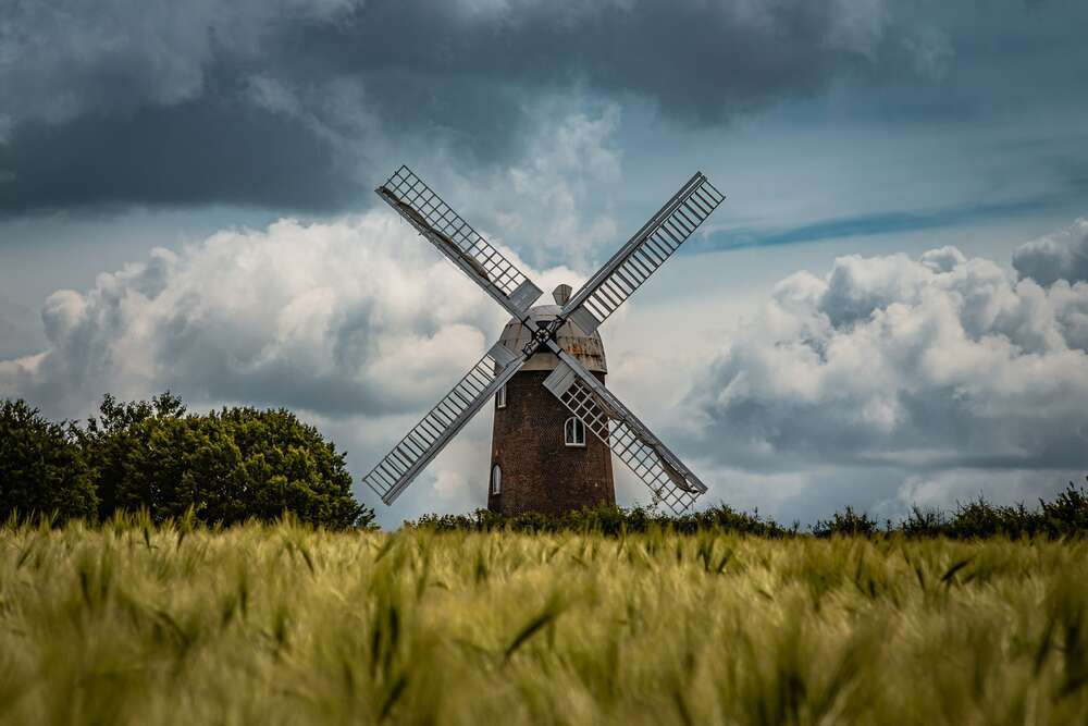 картина-постер Зеленая пшеница растет вокруг старой ветряной мельницы