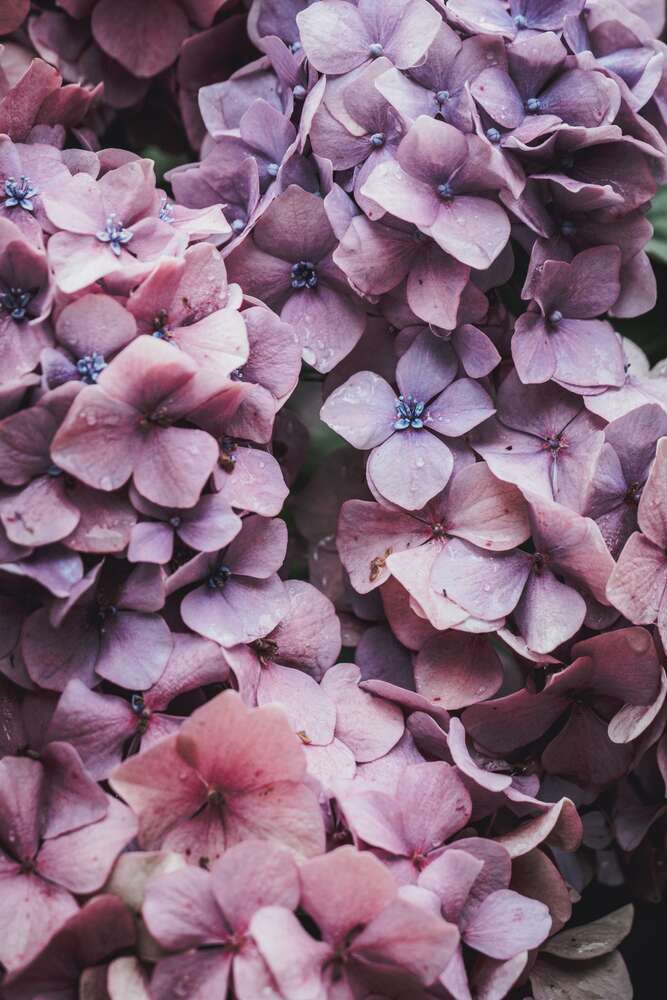 картина-постер Розводи фіолетового на кучерявих пелюстках гортензії