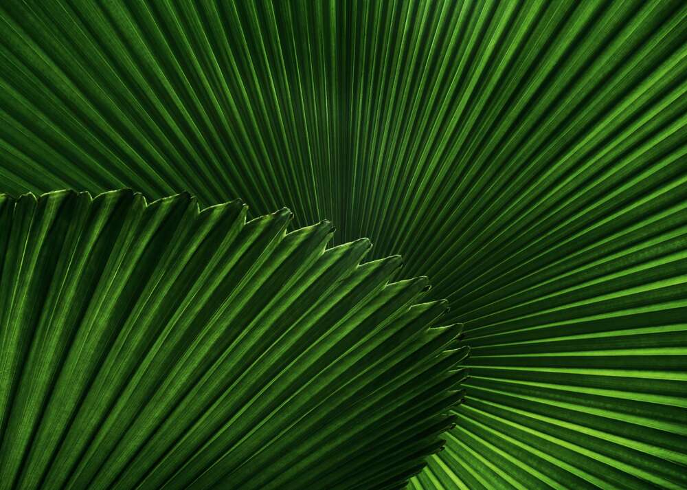 картина-постер Острая симметрия листьев пальмы