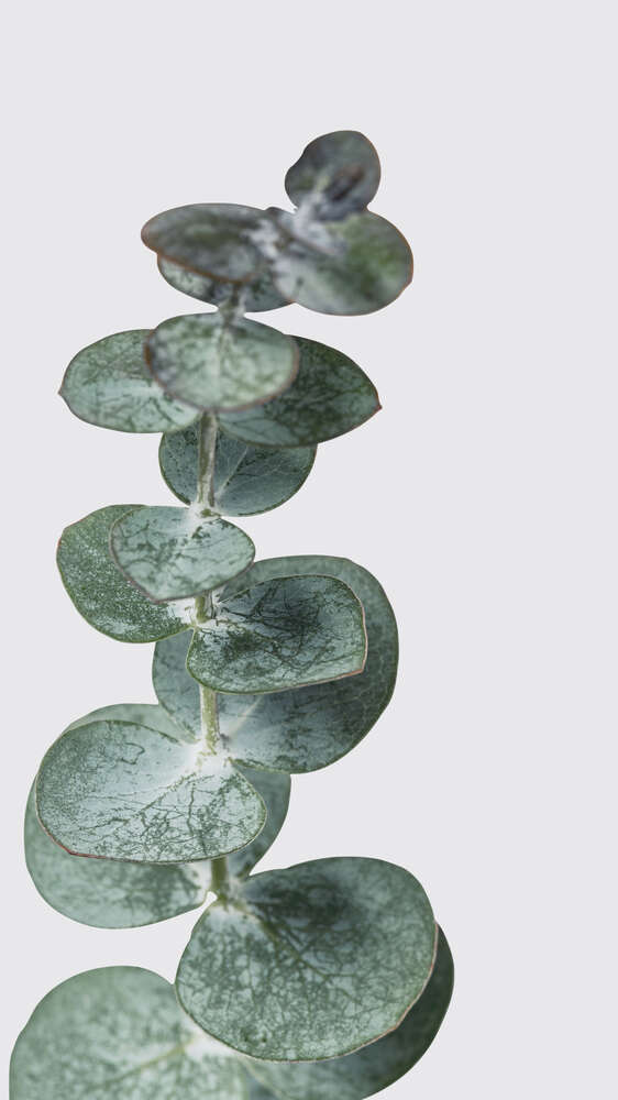 картина-постер Белая пыль на круглых листьях эвкалипта