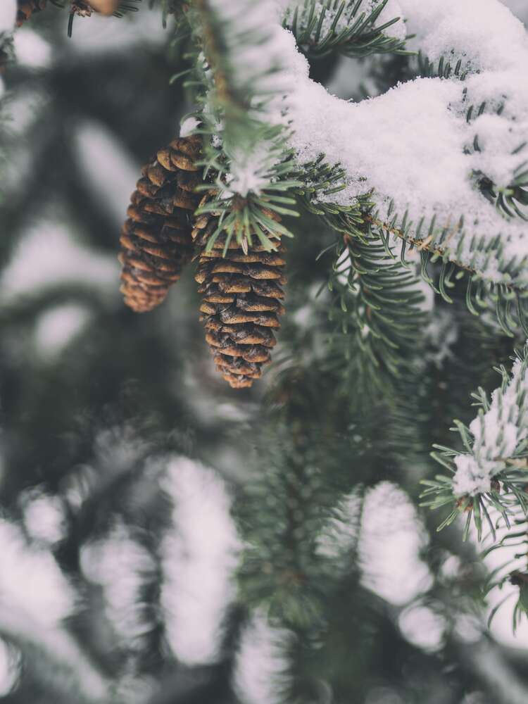 картина-постер Сухие шишки висят на елке, присыпанной снегом